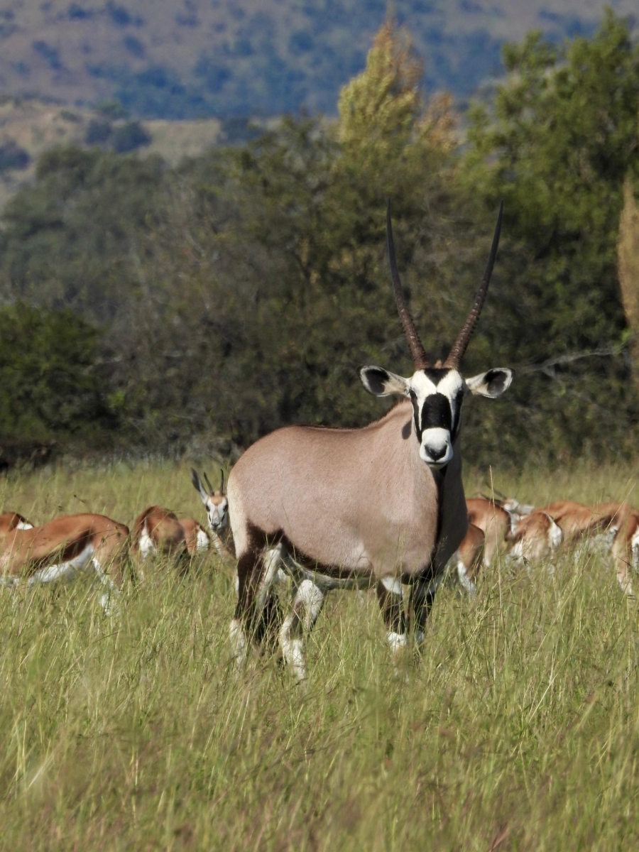 0 Bedroom Property for Sale in WestLake Country Safari Estate North West